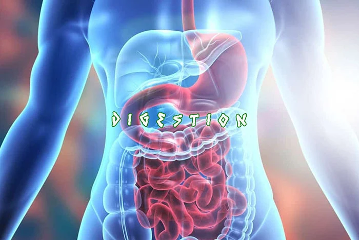 Digestion