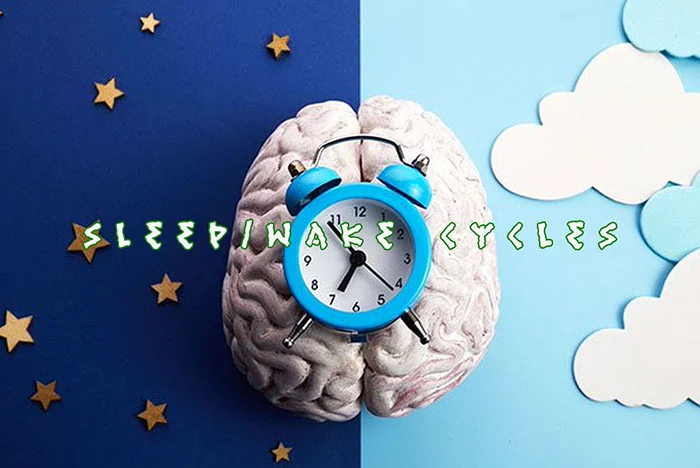 Sleep & Wake Cycles